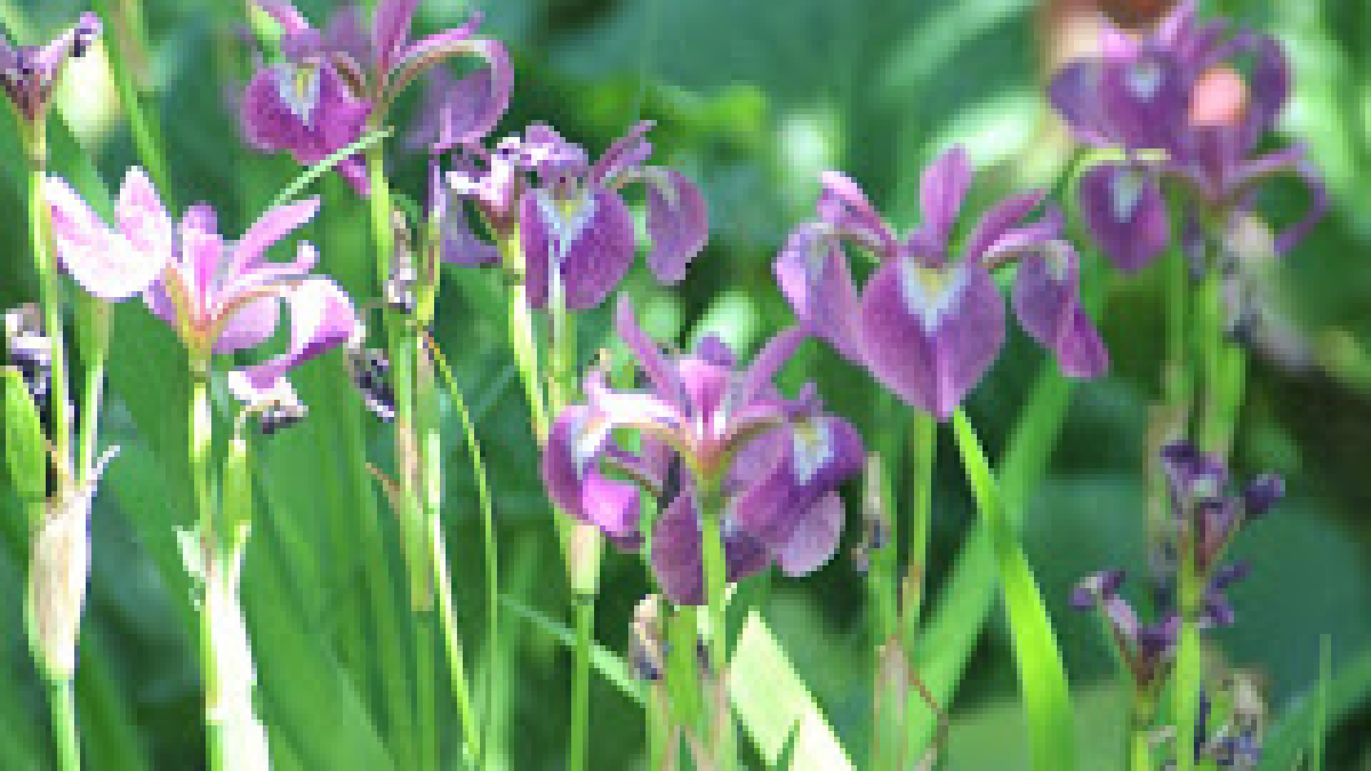 Schares Landschaftsarchitektur