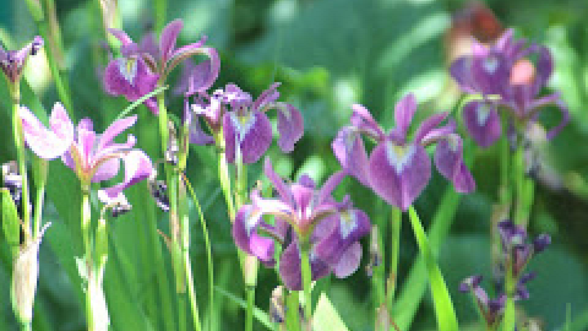 Schares Landschaftsarchitektur