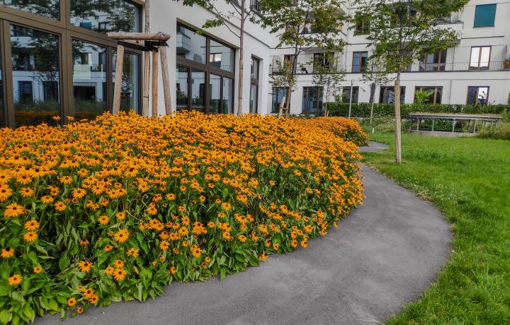 Meilen.Stein Weg mit Rudbeckia